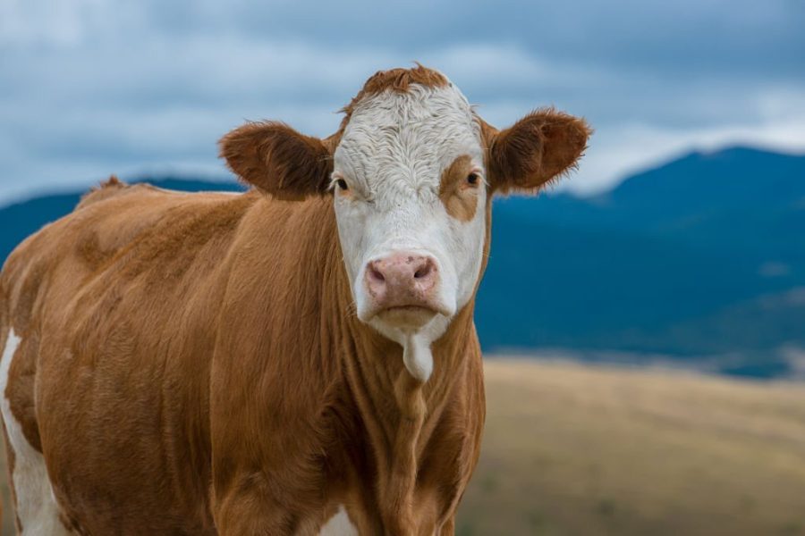 Düve Hissesi Ekonomik